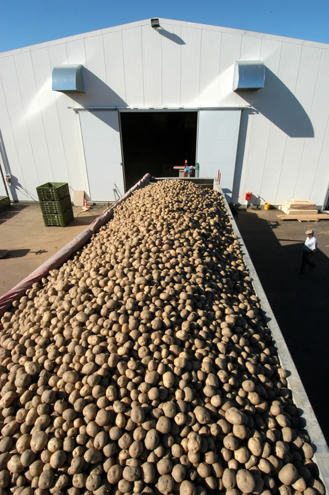 Batatas no tapete de escolha